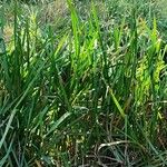 Cyperus dives Hoja