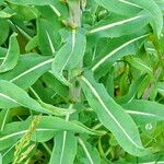 Isatis tinctoria Feuille