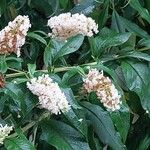 Buddleja albiflora Кветка