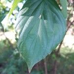 Gouania lupuloides Leaf