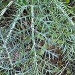 Cynara humilis Hoja