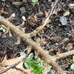 Cotoneaster divaricatus Ŝelo