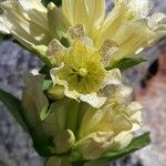 Gentiana burseri Квітка