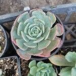 Echeveria secundaΦύλλο