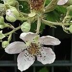 Rubus armeniacus പുഷ്പം