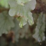 Trichomanes erosum Folha