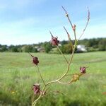 Bunias erucago Frucht