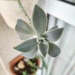 Graptopetalum paraguayense Yaprak