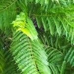 Jacaranda mimosifolia Folio