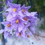 Solanum crispum Flor