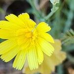 Launaea mucronata Flower