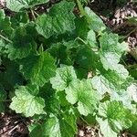 Tellima grandiflora পাতা