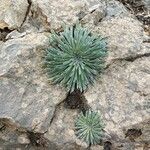 Saxifraga longifolia Leaf