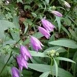 Campanula rapunculoidesFlower