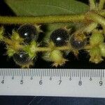 Miconia dependens Fruit