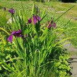 Iris ensata Цветок