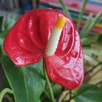 Anthurium scherzerianum Flower