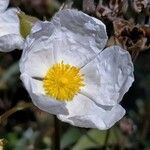 Cistus laurifolius Floare