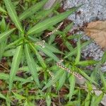 Persicaria maculosaपत्ता