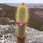 Cleistocactus hyalacanthus Kwiat