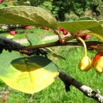 Cotoneaster integerrimus Frugt