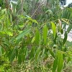 Salix amygdaloides Leaf