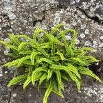 Asplenium trichomanesBlatt