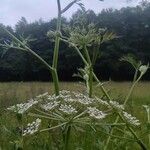 Peucedanum palustre Flor