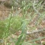 Calamagrostis arundinacea Λουλούδι
