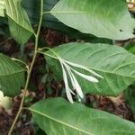 Turraea cabrae Leaf