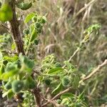 Euphorbia crotonoides Hostoa