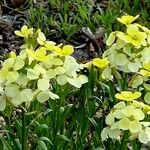 Erysimum ochroleucum Hábito