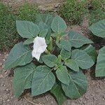 Datura inoxia Flower