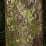 Pouteria venosa 樹皮