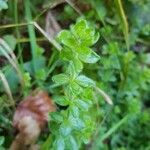 Galium rotundifolium Φύλλο