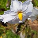 Solanum sisymbriifolium Flower