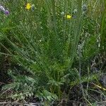 Oxytropis songorica