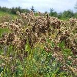 Scirpus cyperinus 叶