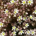 Sedum dasyphyllumFlower