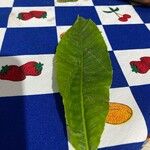 أنواع غير معروفةLeaf