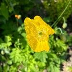 Meconopsis cambricaFlower