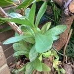 Heliotropium arboreum Leaf