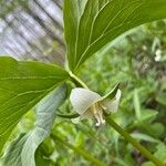 Trillium flexipes Blüte