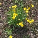 Senecio madagascariensis Flor