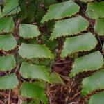 Adiantum trapeziforme Folla