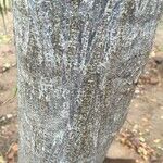Albizia brevifolia خشب