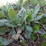 Antennaria parvifolia Φύλλο