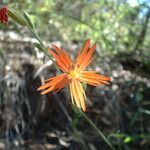 Silene laciniata ᱵᱟᱦᱟ