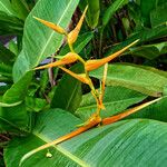Heliconia latispatha Flor