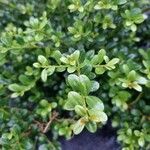 Ilex crenata 葉